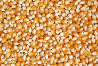IMG-corn kernel-CN-V1.jpg